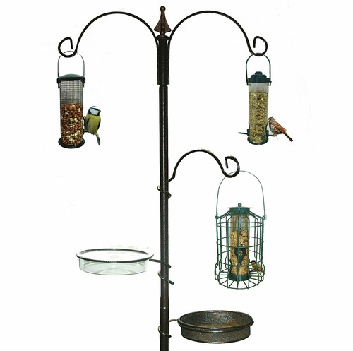 Garden wild bird - wild, feeding